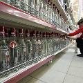 Цена на бутылку водки в России может вырасти до 1000 рублей
