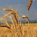 Правительство отказалось от экспортных пошлин на зерно
