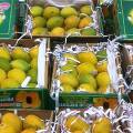 ЕС наложит табу на импорт индийскийх манго