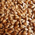 Турция лишила Россию права беспошлинной поставки пшеницы
