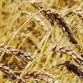 Сирия закупила миллион тонн российской пшеницы