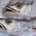 Россельхознадзор предупредил о появлении в магазинах залежалой прошлогодней рыбы под видом свежей