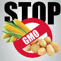 В Госдуму внесен законопроект о запрете на выращивание ГМО в России
