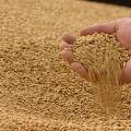 Ткачев пообещал безболезненно заменить Турцию в качестве покупателя зерна
