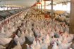 Птицеферма – бизнес решение для крупных предпринимателей Птицеферма – бизнес решение для крупных предпринимателей