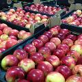 Из-за запрета на ввоз польских фруктов яблоки в России подорожают на 40%