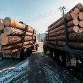 В России ожидается резкое падение вывоза леса