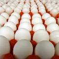 Правительство России решилось на беспошлинный импорт яиц