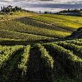 Италия стала главным поставщиком вина в Россию