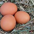 Цены на куриные яйца в России пошли вверх