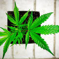 Небраска и Оклахома подали иск против Колорадо по поводу легализации марихуаны