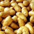 После просьбы из Москвы Беларусь перестала покупать у Украины картофель