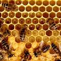 Российские ученые превратят пчел в настоящие заводы по производству лекарств