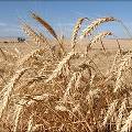Россия нарастила закупки пшеницы за рубежом в 13 раз