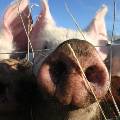 В Россельхознадзоре допустили возобновление поставок свинины из ЕС