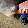 Перспективы урожая зерновых в России назвали пугающе хорошими 