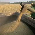 Оценен примерный ущерб России из-за турецких пошлин на зерно