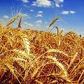Россия столкнется с нехваткой зернохранилищ под рекордный урожай