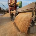 Аграрии потребовали ограничить экспорт зерна из России